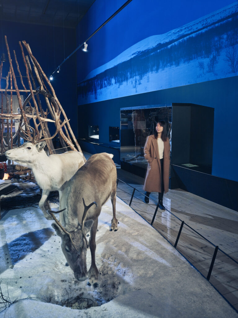 Nainen kiertää Pohjoisen keinot -näyttelyä. Näyttelytilan keskellä on täytettyjä poroja, jotka esitetän kaivamassa ruokaa lumen alta.