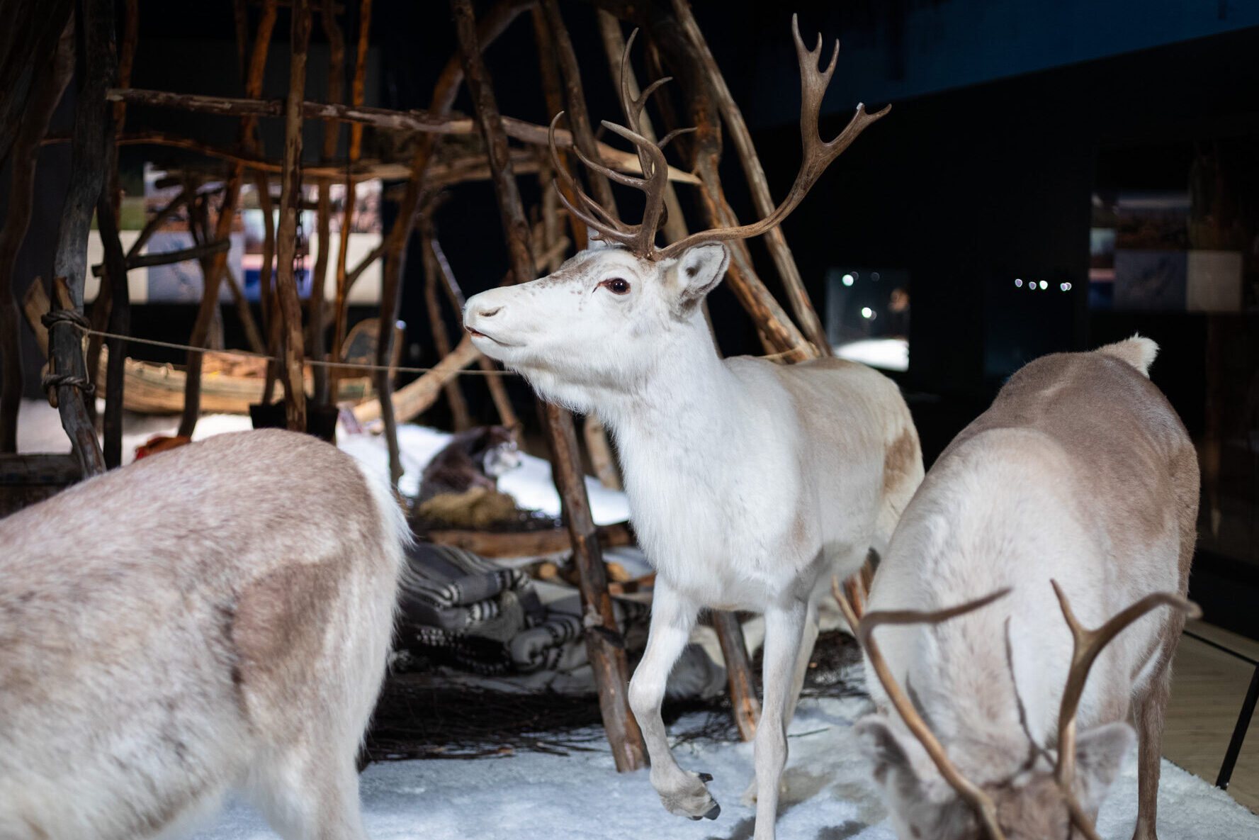 Poroja näyttelytilassa.