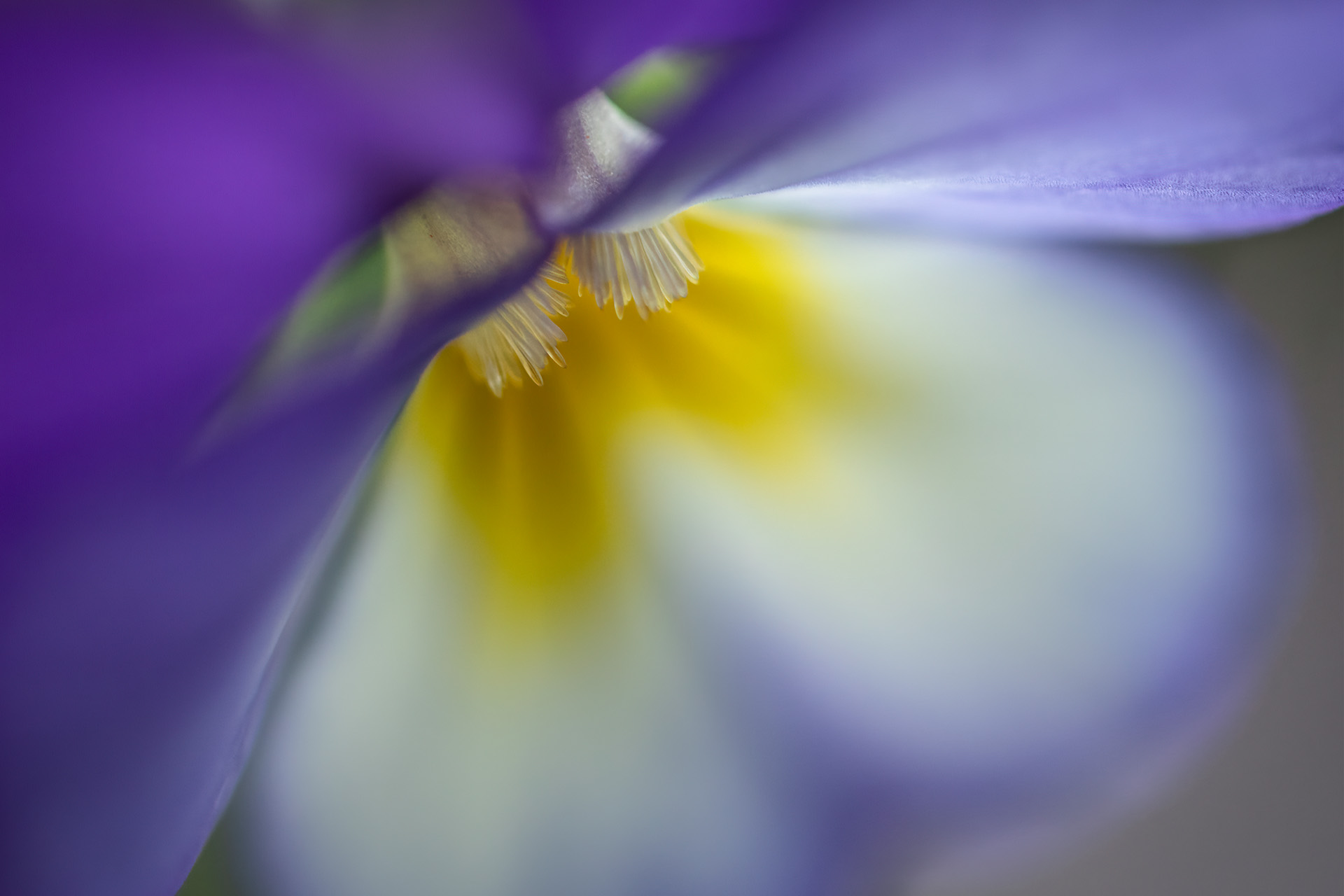 Kuvassa violetti kukka, jossa myös keltaista ja valkoista väriä.