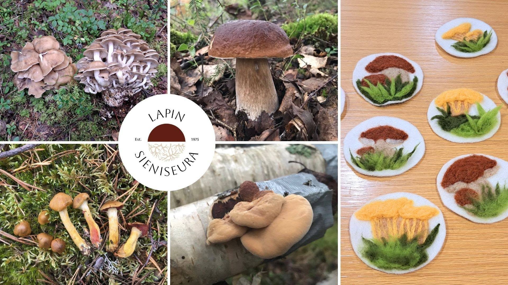 Kuvassa erilaisia sieniä metsässä ja huovutettuja sieniä.